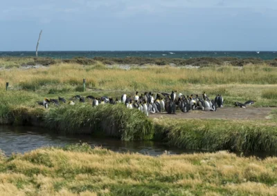 Parque Pingüino Rey